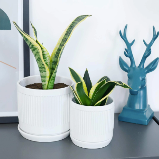 White Fluted Cylinder Ceramic Plant Pots