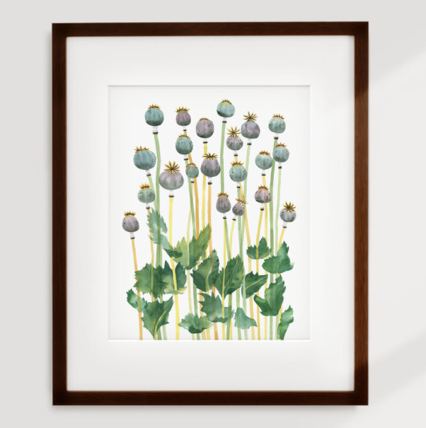 Poppy Pods Art Print