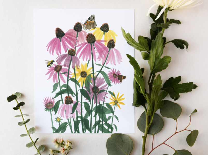 Coneflowers Art Print - 11"x14"