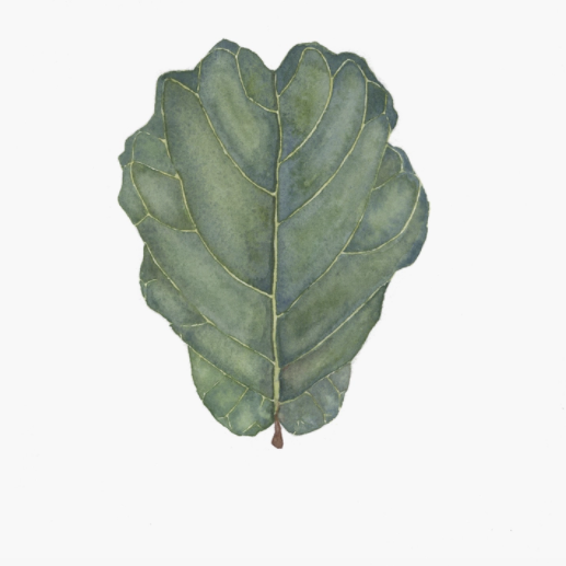 Fiddle Leaf Fig Art Print