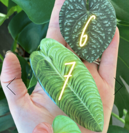 Plant Leaf Phone Grips Pop Socket