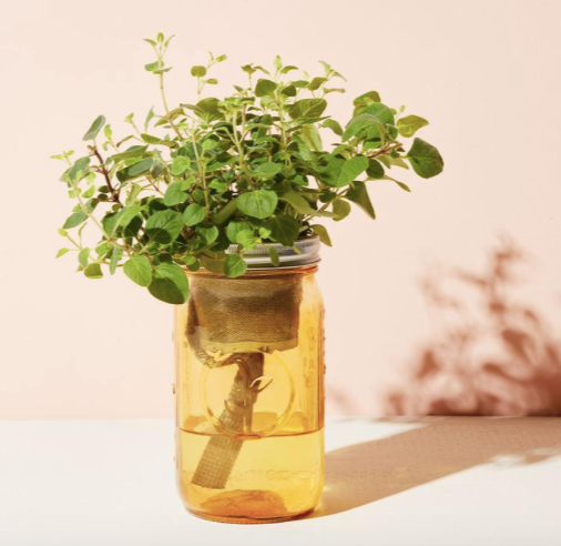 GARDEN JAR - OREGANO