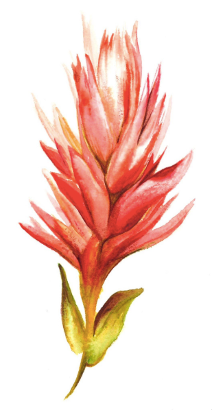 Indian Paintbrush I 5x7 Art Print