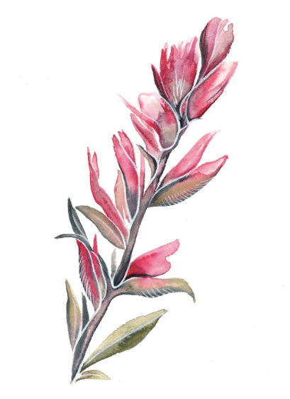 Indian Paintbrush II 5x7 Art Print