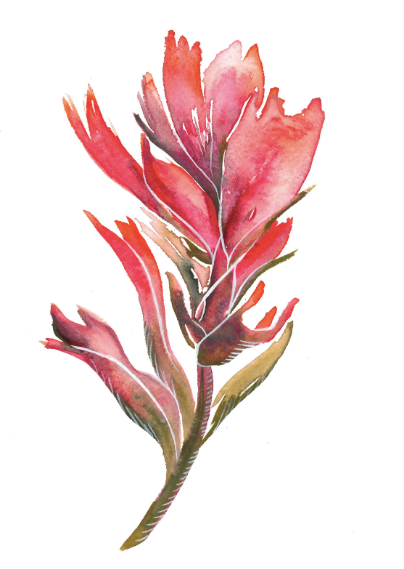 Indian Paintbrush III 5x7 Art Print