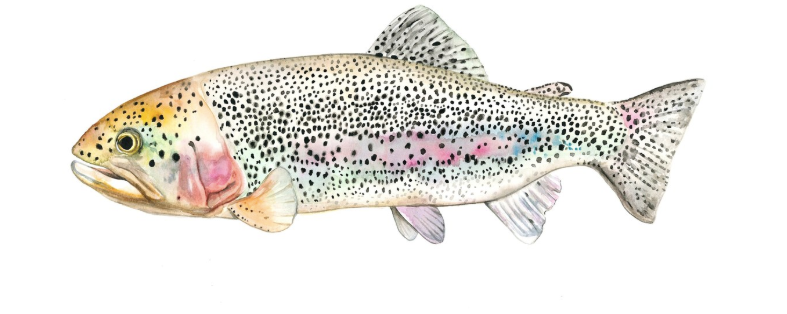 Rainbow Trout 7x11 Art Print