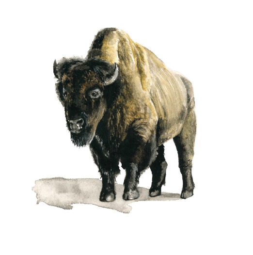 Bison 5x7 Art Print