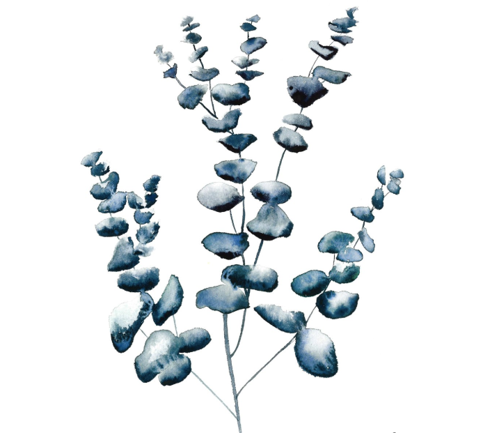 Eucalyptus 5x7 Art Print