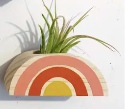 Rainbow Air Plant Magnet (PLANT INCLUDED