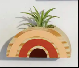 Rainbow Air Plant Magnet (PLANT INCLUDED
