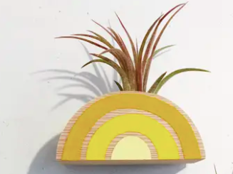 Rainbow Air Plant Magnet (PLANT INCLUDED