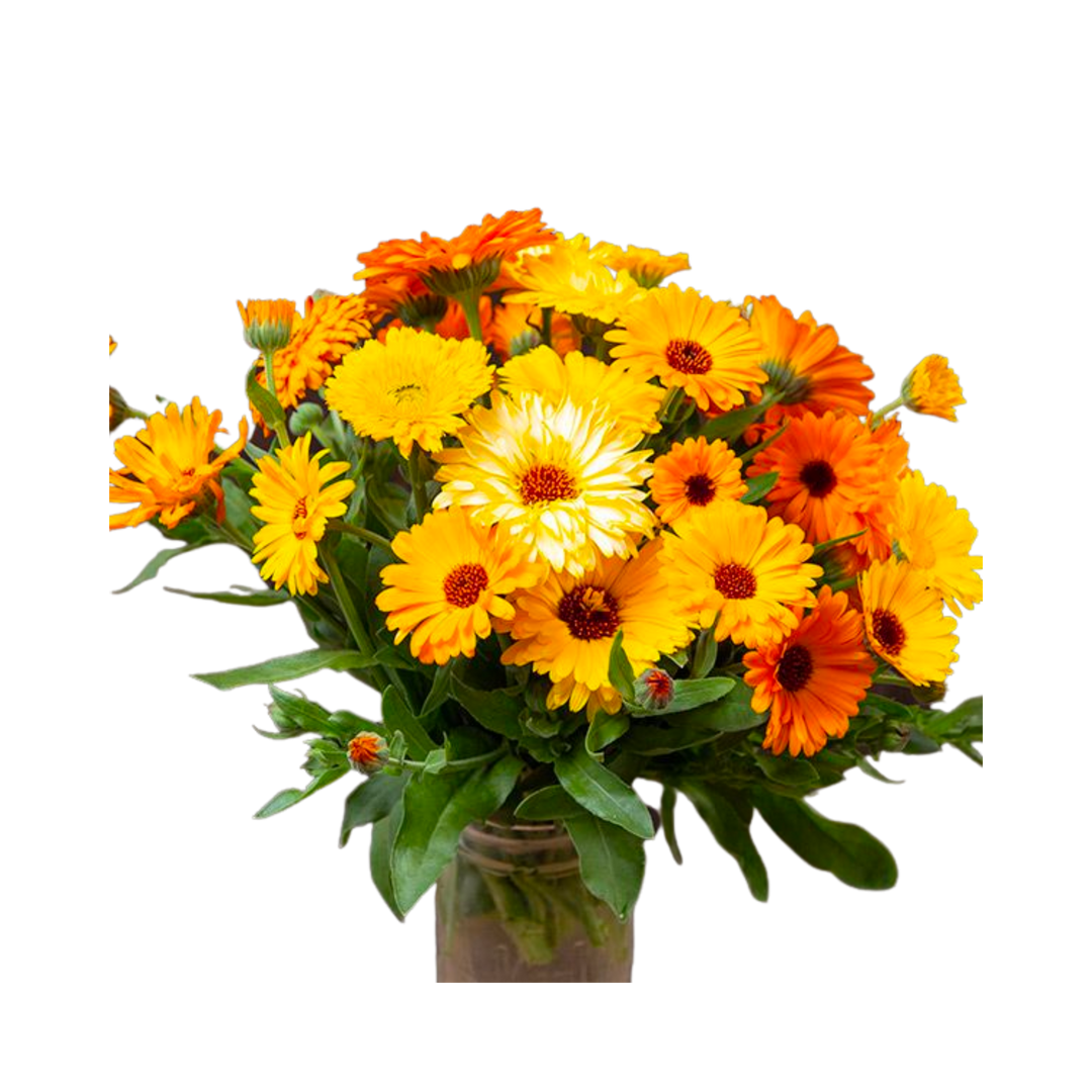 Pacific Beauty Calendula : 1/32 OZ