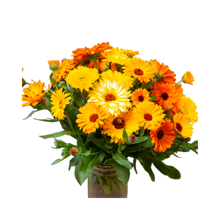 Pacific Beauty Calendula : 1/32 OZ