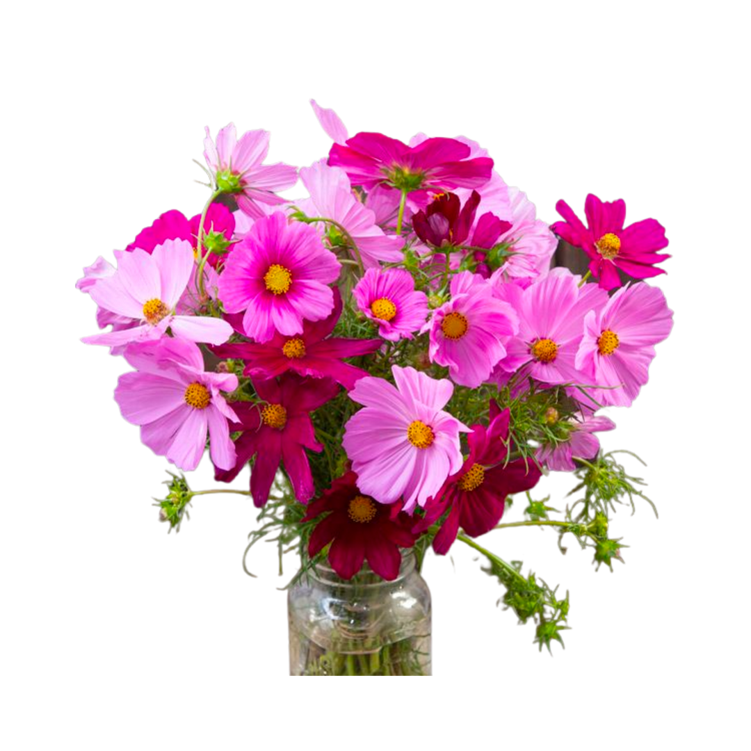 Sensation Blend Cosmos: 1/32 OZ