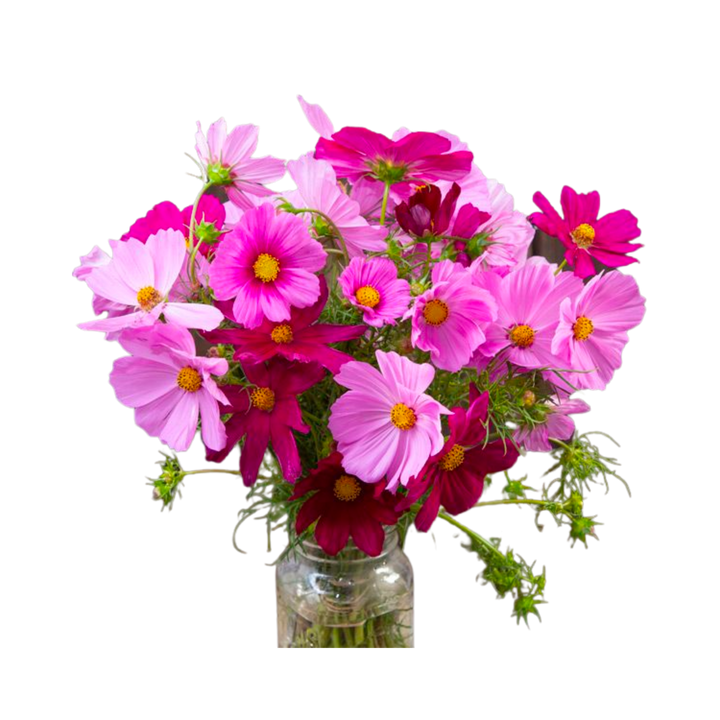 Sensation Blend Cosmos: 1/32 OZ