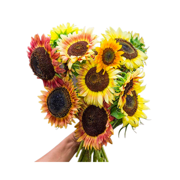 Evening Colors Sunflower: 1/16 OZ