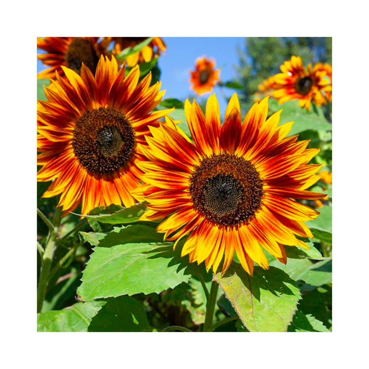 Velvet Queen Sunflower: 1/16 OZ