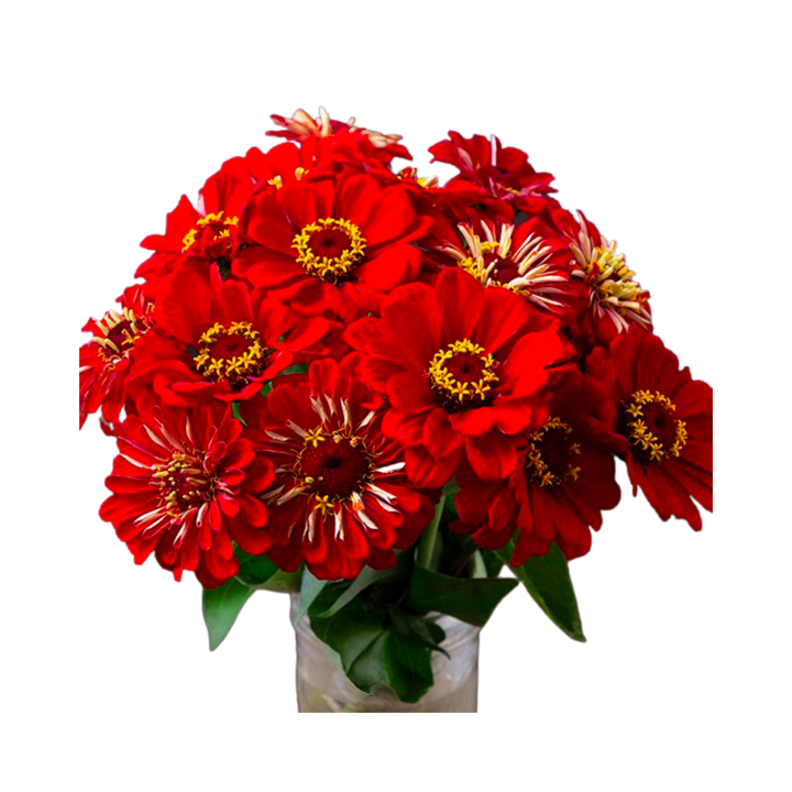 Red Scarlet Zinnia: 1/32 OZ