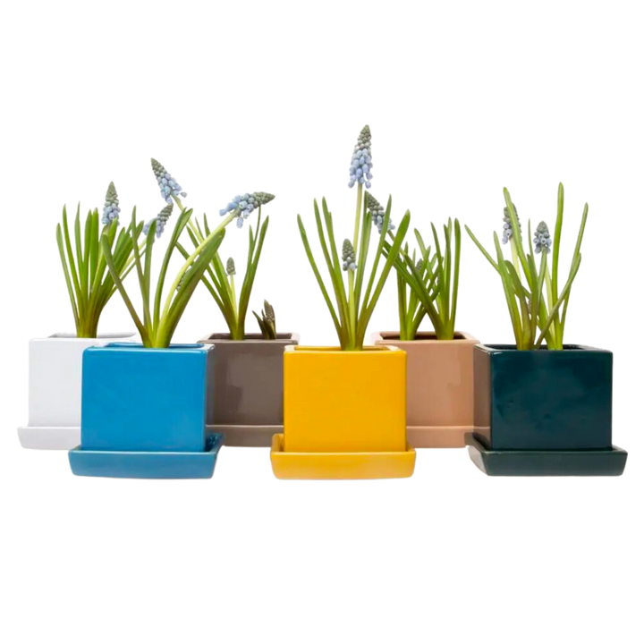Cube and Saucer, 2.5"