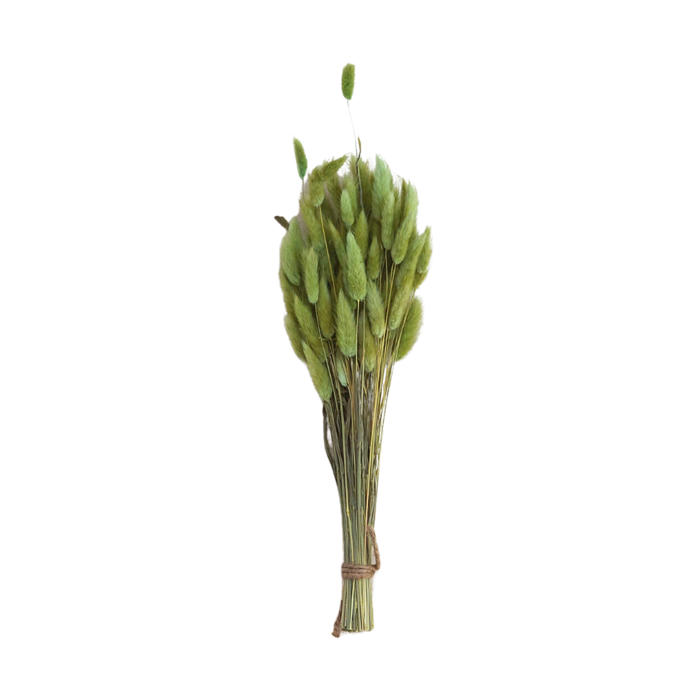 Dried Bunny Tail Grass Bunch