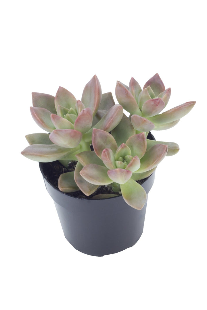 Graptosedum ‘California Sunset’ - 2.5"
