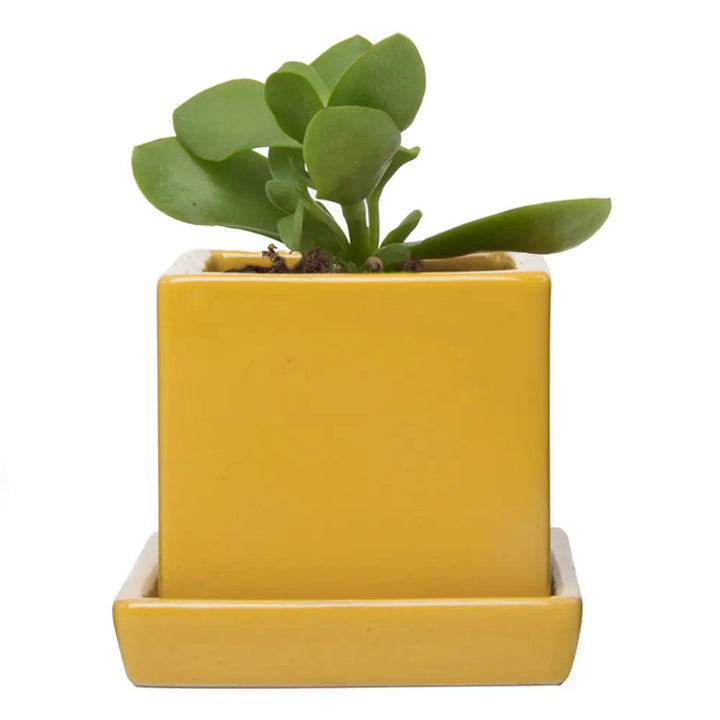 Cube and Saucer, 2.5"