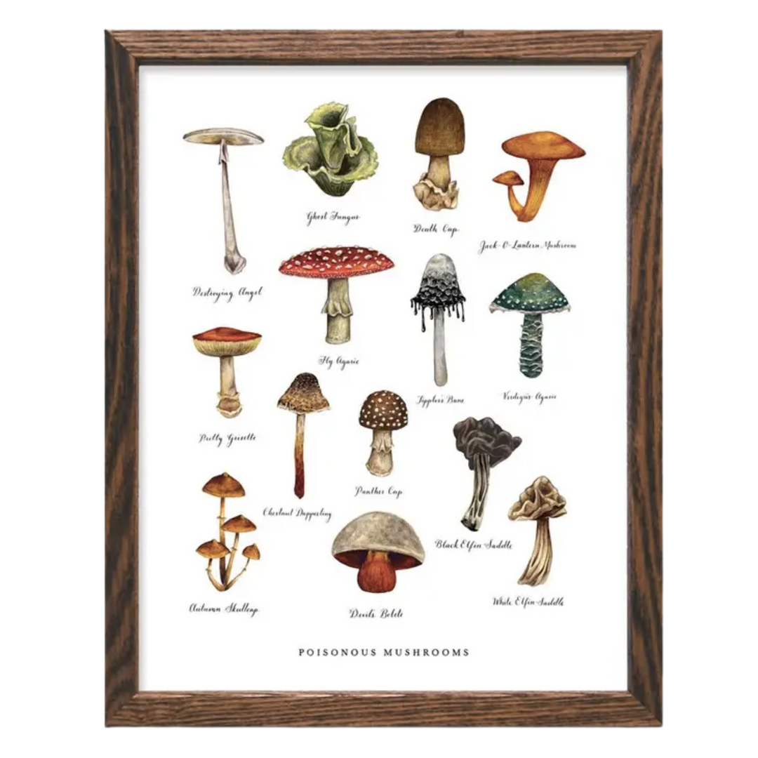 Poisonous Mushroom Art Print