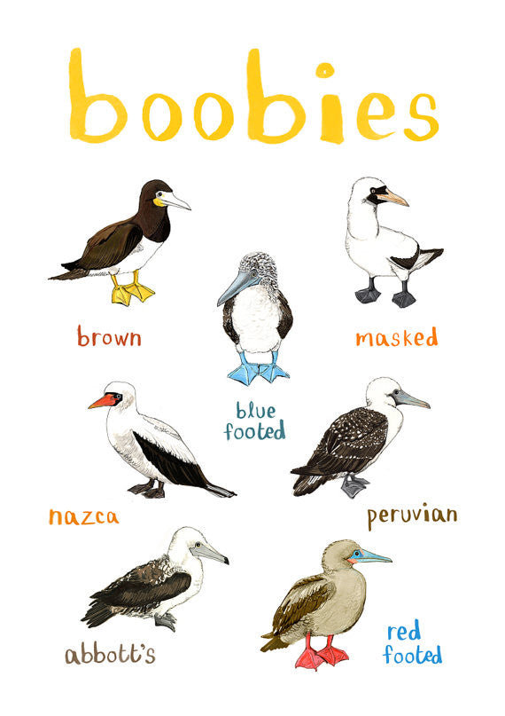 Boobies A4 print