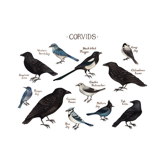 Corvids of North America 13x19 Print