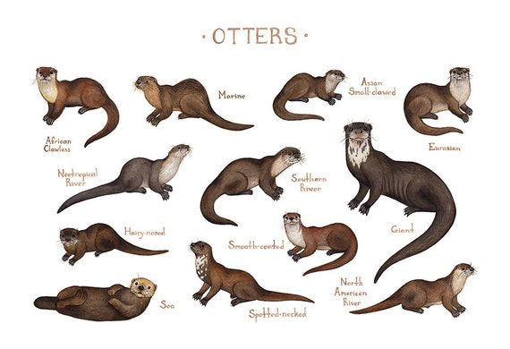 Otters of the World 13x19 Print
