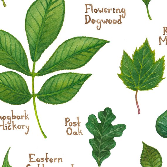 Leaves of North America 13x19 Print