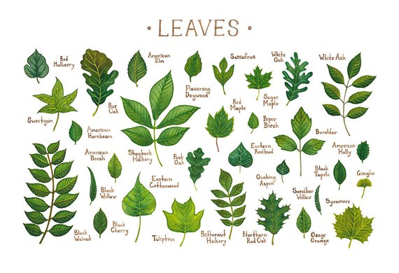 Leaves of North America 13x19 Print