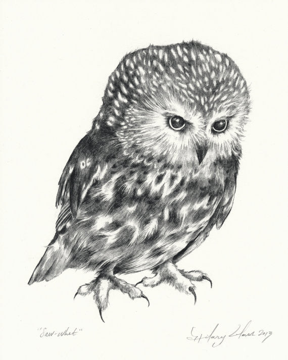 Saw-Whet Owl Print