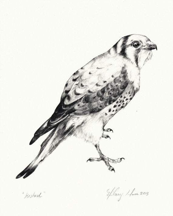 Greeting Card: Kestrel