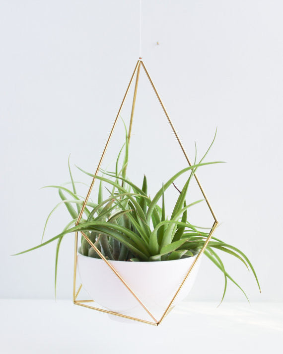 Hanging Brass Air Plant Holder 2' Leather Cord