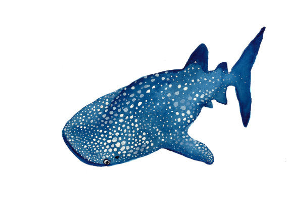Whale Shark Card