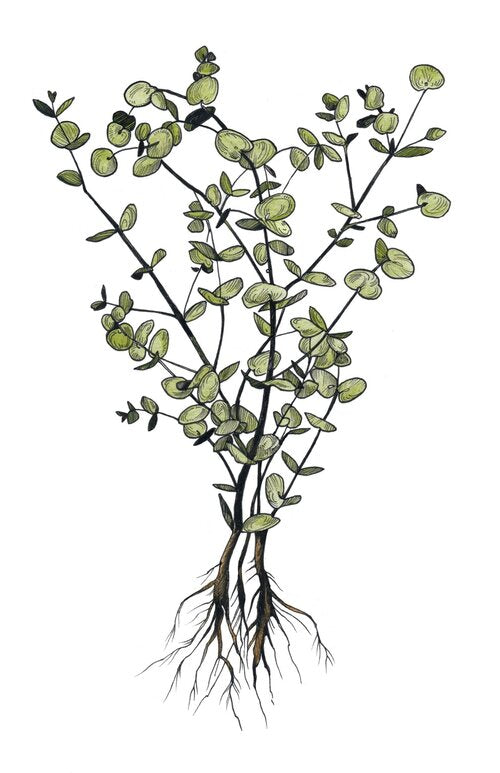 Eucalyptus 11x17 print