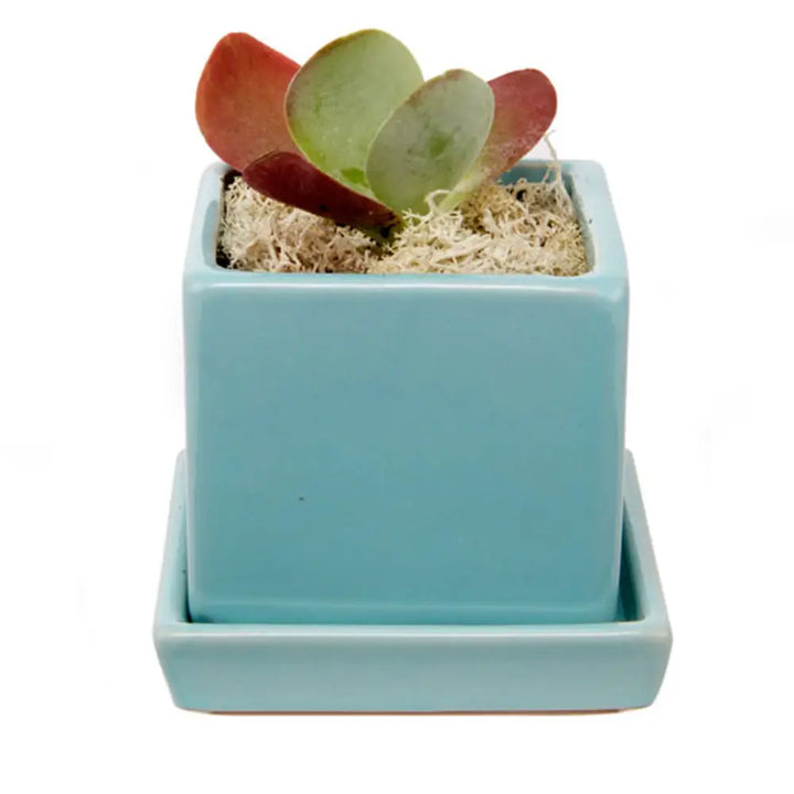 Cube and Saucer, 2.5"