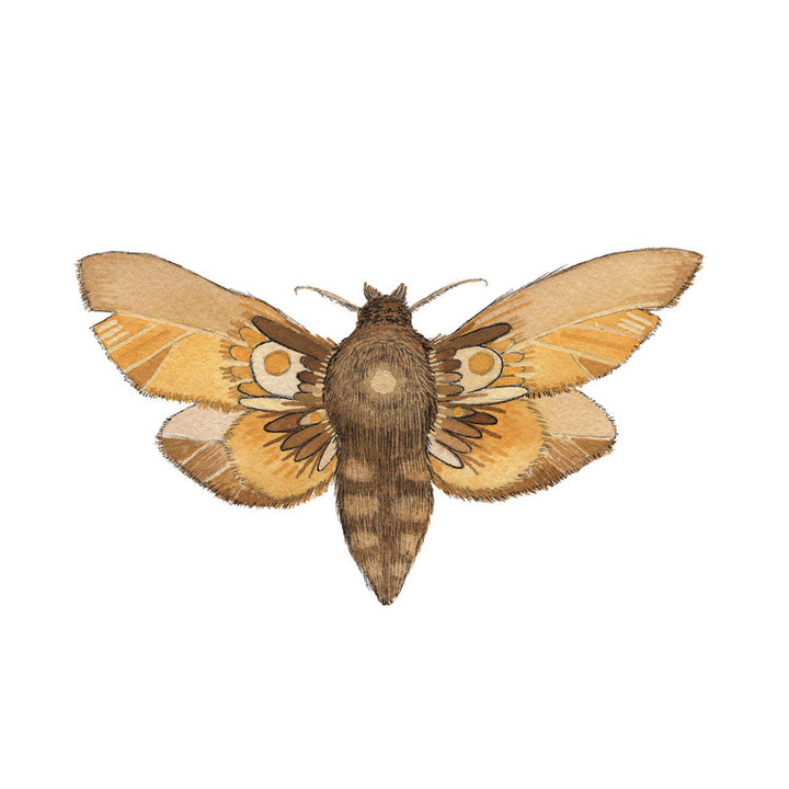 Collector: Moth 6 - Art Print
