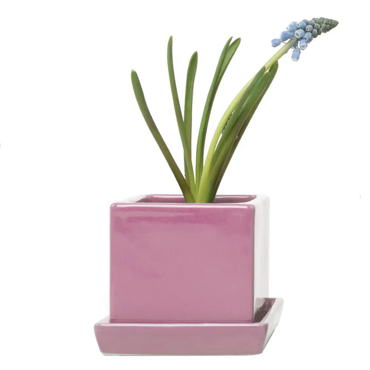 Cube and Saucer, 2.5"