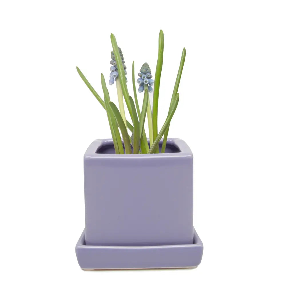 Cube and Saucer, 2.5"