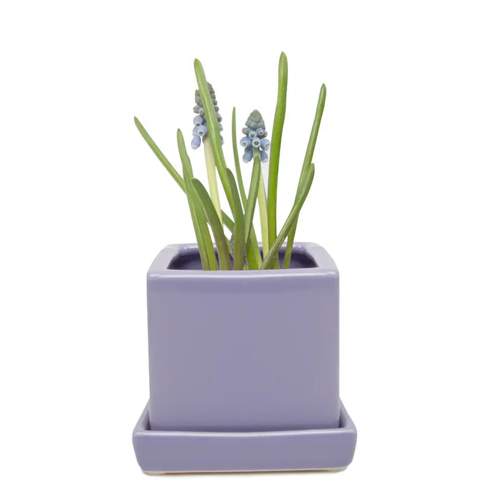 Cube and Saucer, 2.5"