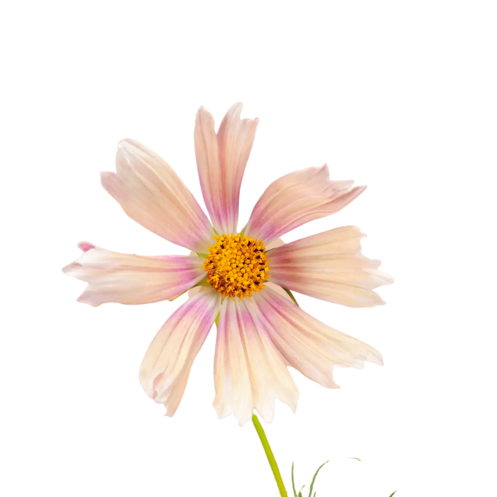 Apricot Lemonade Cosmos Seeds