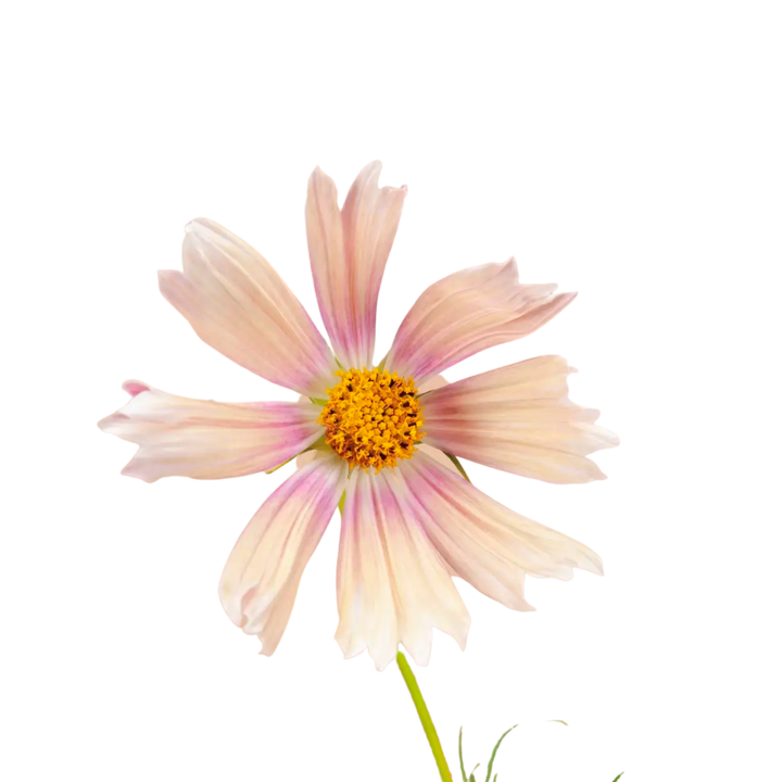 Apricot Lemonade Cosmos Seeds