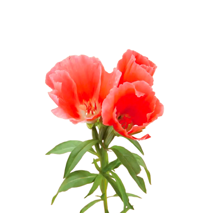 Grace Salmon Godetia Seeds