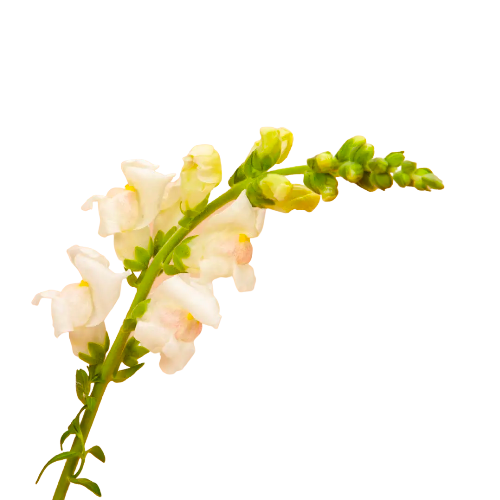 Potomac Appleblossom Snapdragon Seeds