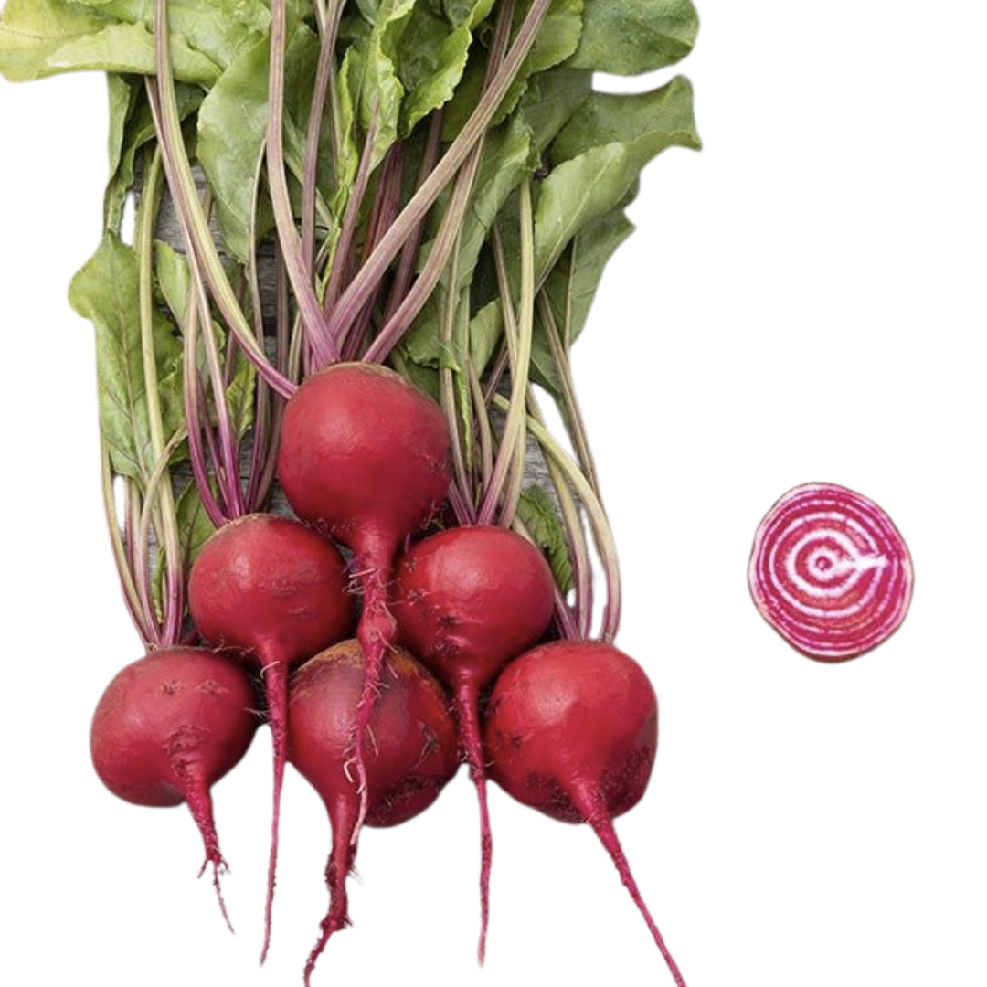 Guardsmark Chioggia Beet: 100 seeds